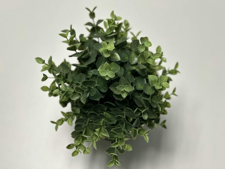 Come rinnovare la tua casa con le piante in modo semplice e naturale